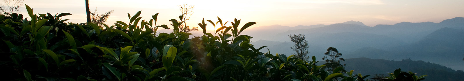 Tea Field In Sri Lanka