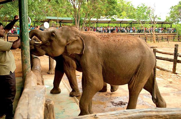 Elephant being Fed A man Feeding an Elephant